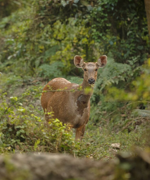 Nepal-Heritage-and-Wildlife