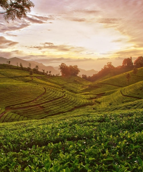Whispers-of-Assam