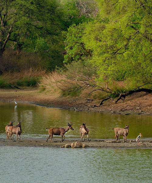Wildlife-Symphony-Kaziranga