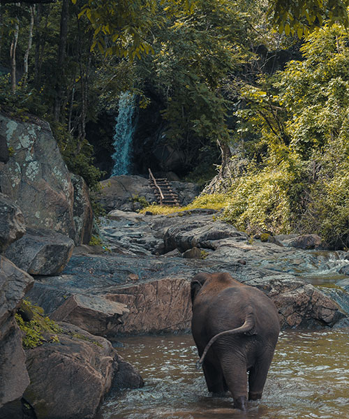 Wilds-of-North-East-India