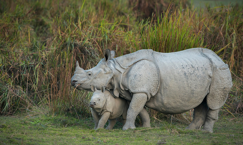 Meghalaya with Kaziranga National Park 4
