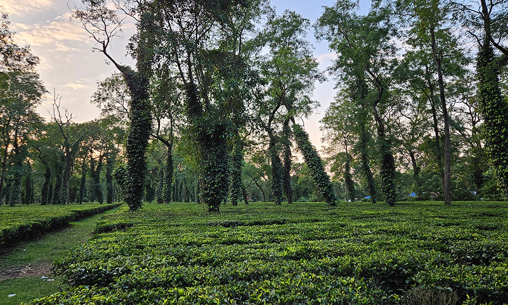 Whispers of Assam 3