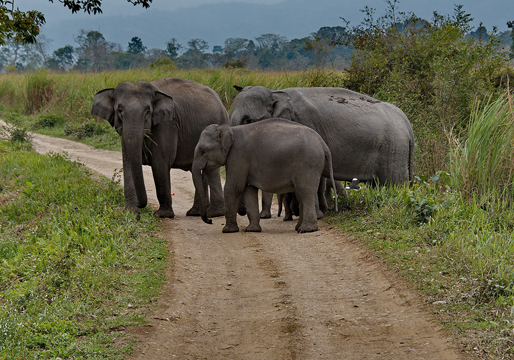 Wildlife Sanctuaries India 1