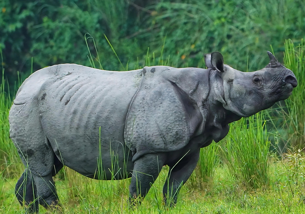 Wildlife Sanctuaries India 3