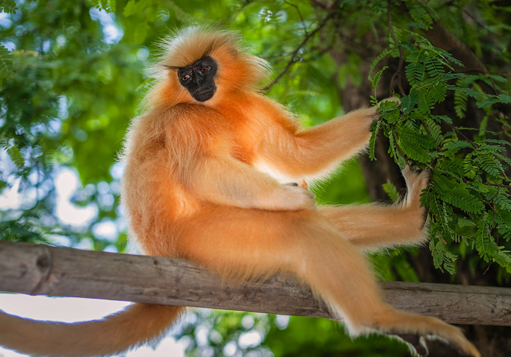 Wildlife Sanctuaries India