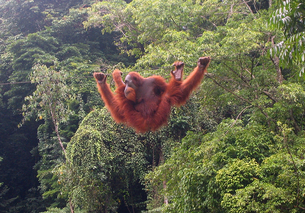 Wildlife Sanctuaries India