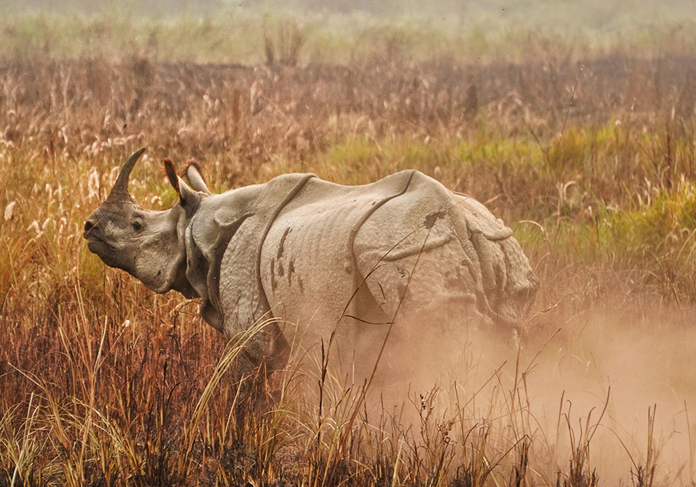 Wildlife Sanctuaries India 4