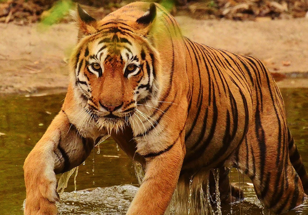 Wildlife Sanctuaries India