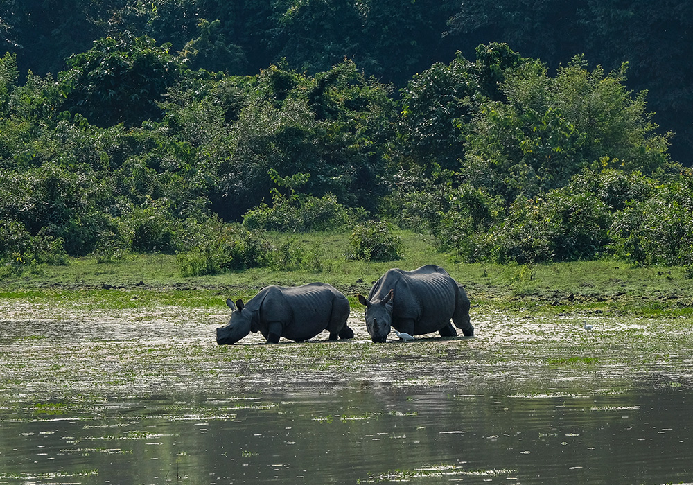 Wildlife Sanctuaries India 2
