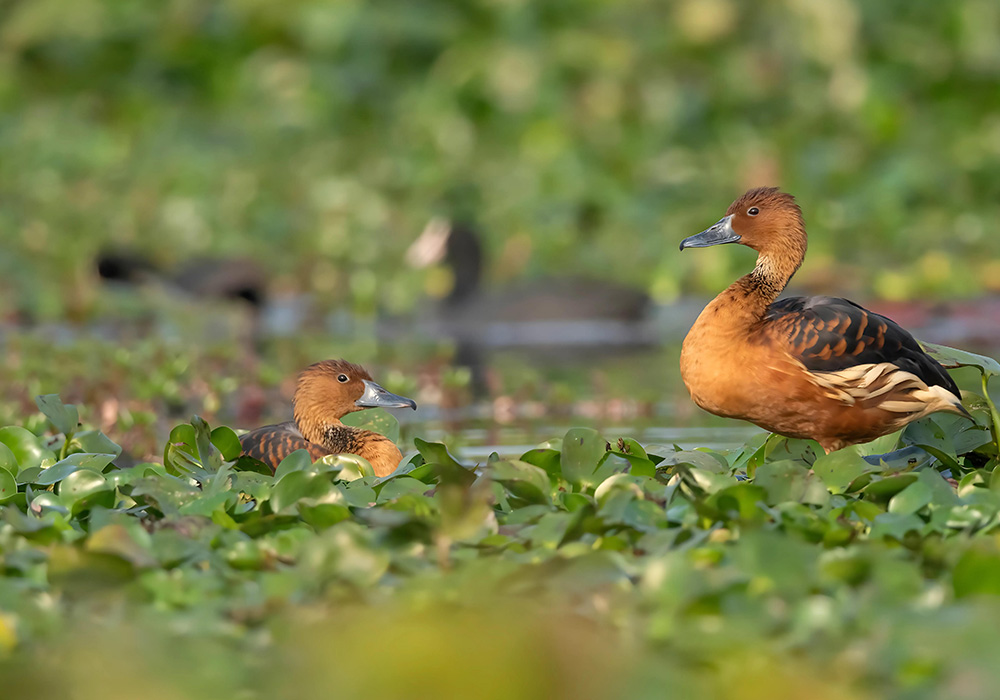 Wildlife Sanctuaries India 4