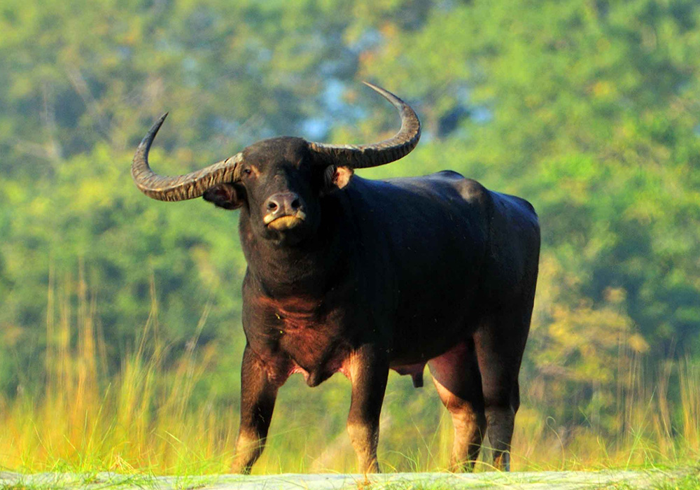 Wildlife Sanctuaries India 2