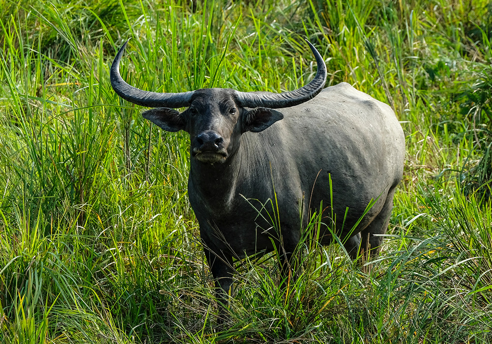 Wildlife Sanctuaries India 2