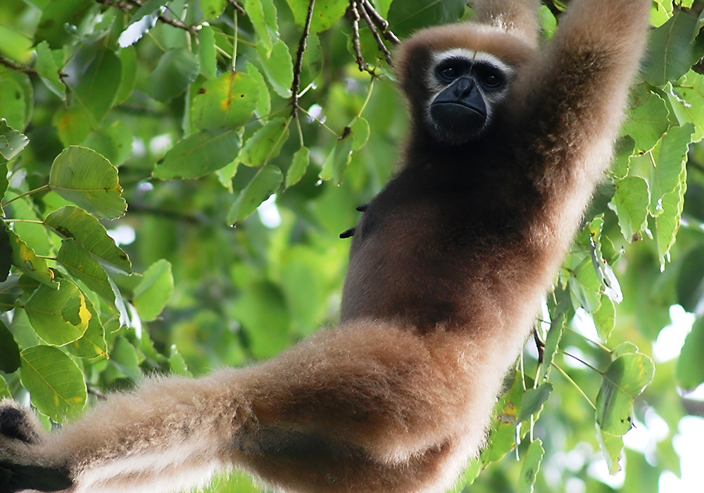 Wildlife Sanctuaries India 4