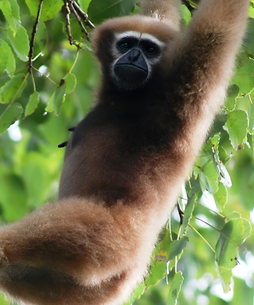 "Close-up of a Hoolock Gibbon hanging from a tree branch, surrounded by green leaves, showcasing its dense brown fur and distinctive white eyebrows."