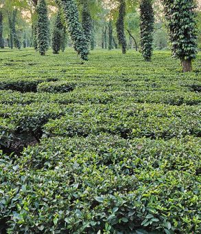 Glimpse-on-North-East-India